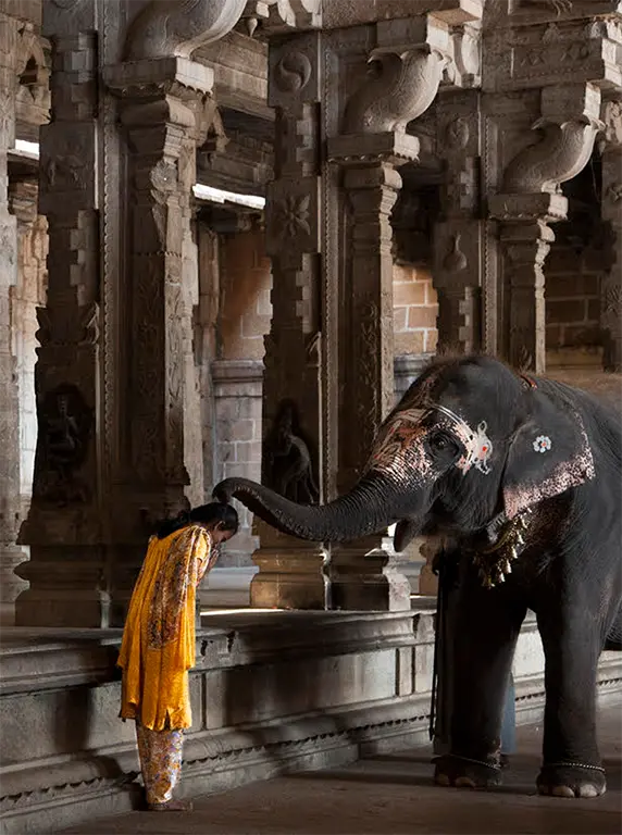 India's Elephants, Elephant and a woman in a temple