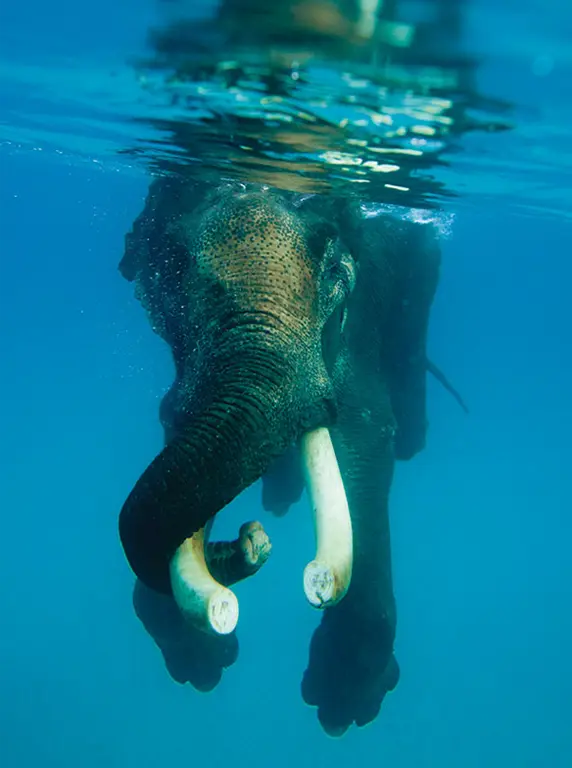 India's Elephants, Elephant swimming